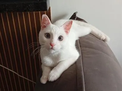 Gato raça SRD-ViraLata idade 7 a 11 meses nome Théo