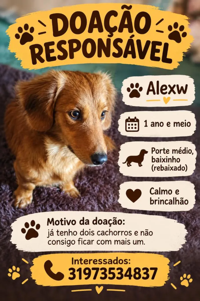 Cachorro raça SRD-ViraLata idade 1 ano nome Alexw