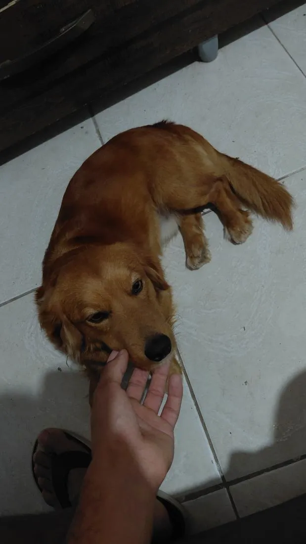 Cachorro raça SRD-ViraLata idade 1 ano nome Alexw