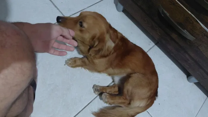 Cachorro raça SRD-ViraLata idade 1 ano nome Alexw