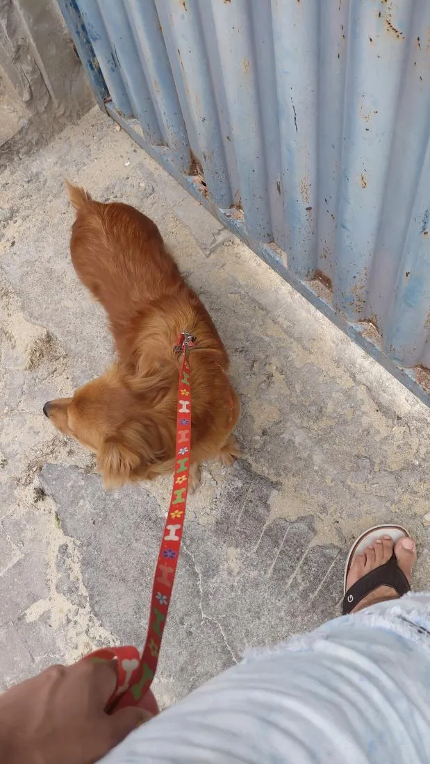 Cachorro raça SRD-ViraLata idade 1 ano nome Alexw