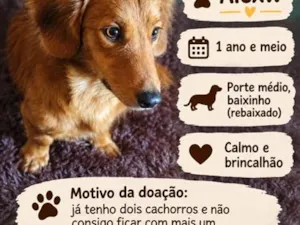 Cachorro raça SRD-ViraLata idade 1 ano nome Alexw