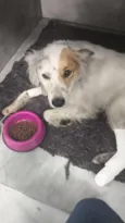 lassie