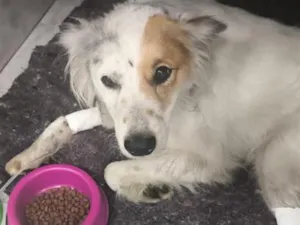 Cachorro raça SRD-ViraLata idade 5 anos nome lassie