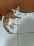 Nilo