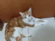 Nilo