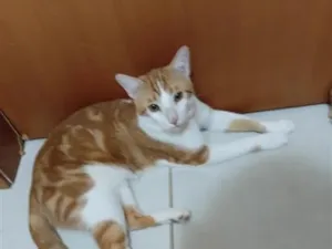Gato raça SRD-ViraLata idade 1 ano nome Nilo
