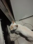 Princesa