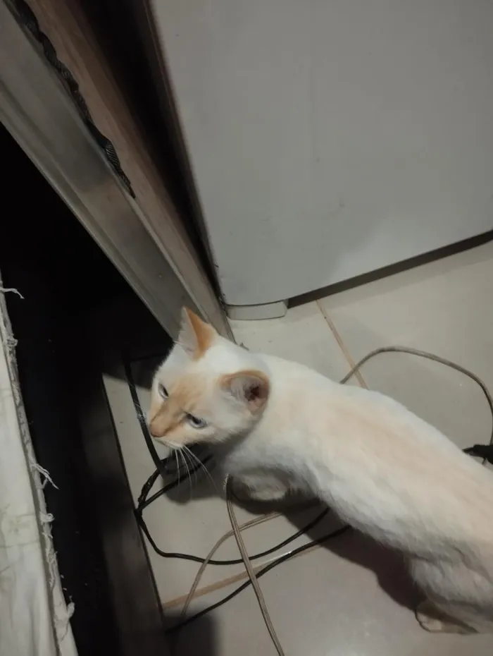 Gato raça Siamês idade 1 ano nome Princesa