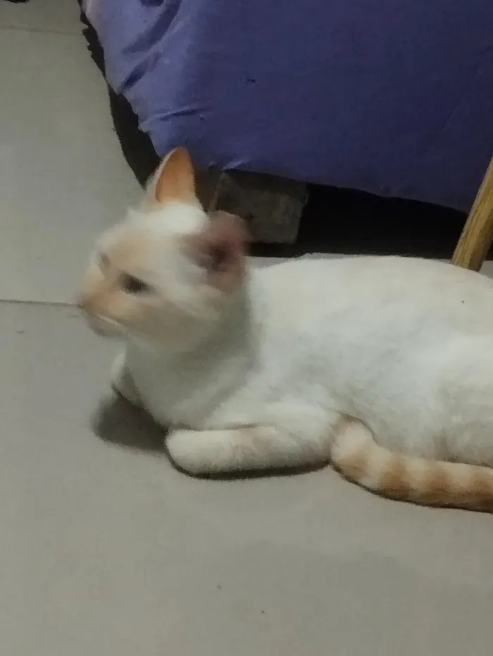 Gato raça Siamês idade 1 ano nome Princesa