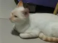 Princesa
