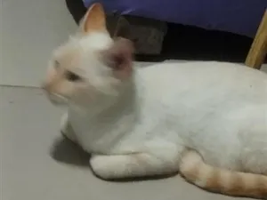 Gato raça Siamês idade 1 ano nome Princesa