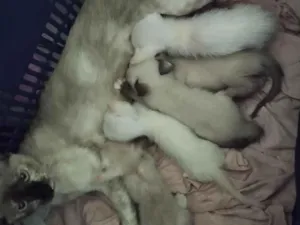Gato raça SRD-ViraLata idade 7 a 11 meses nome jujuba e seus filhotes 