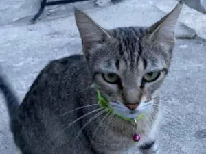 Gato raça SRD-ViraLata idade 2 anos nome kiara