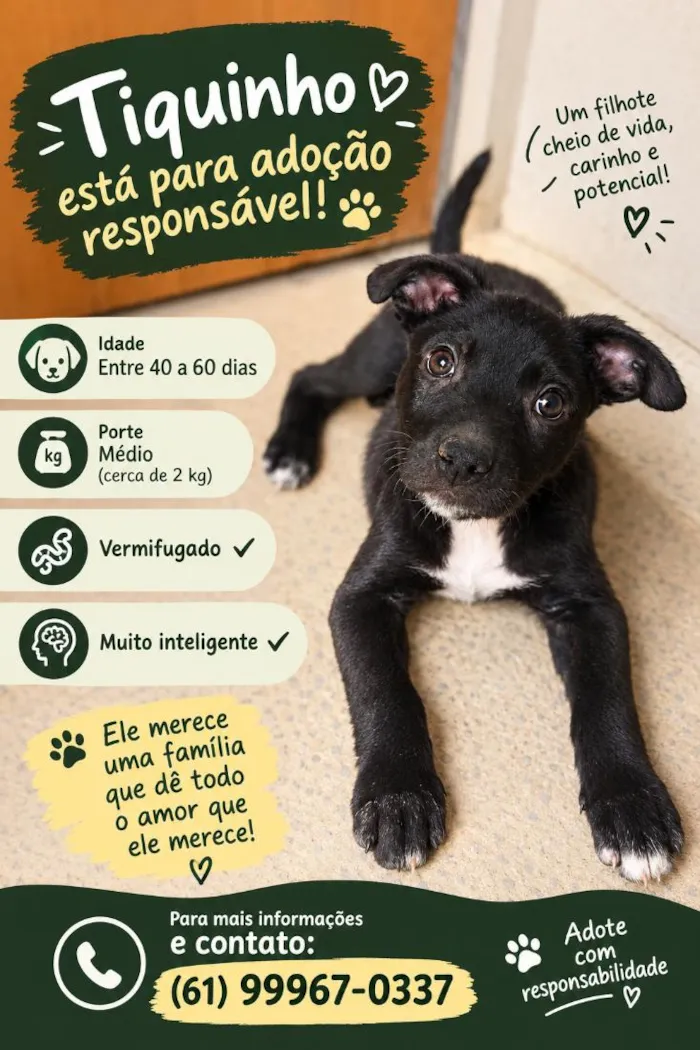 Cachorro raça SRD-ViraLata idade Abaixo de 2 meses nome Tiquinho