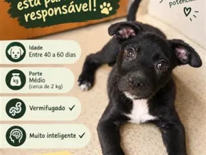 Cachorro raça SRD-ViraLata idade Abaixo de 2 meses nome Tiquinho