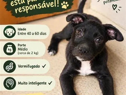 Cachorro raça SRD-ViraLata idade Abaixo de 2 meses nome Tiquinho
