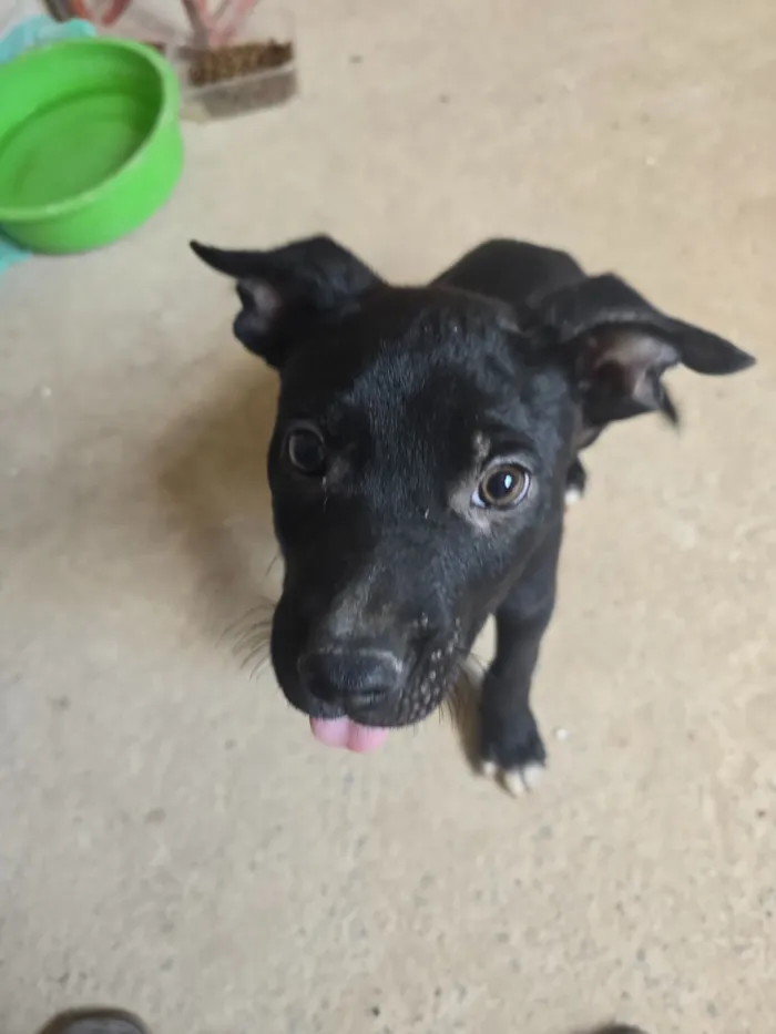 Cachorro raça SRD-ViraLata idade Abaixo de 2 meses nome Tiquinho
