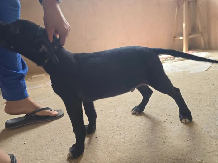 Cachorro raça SRD-ViraLata idade Abaixo de 2 meses nome Tiquinho