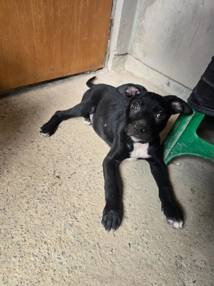 Cachorro raça SRD-ViraLata idade Abaixo de 2 meses nome Tiquinho