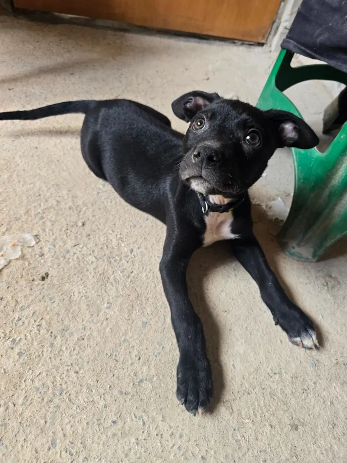 Cachorro raça SRD-ViraLata idade Abaixo de 2 meses nome Tiquinho