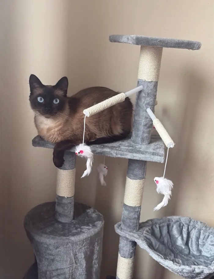 Gato raça Siamês idade 1 ano nome Cadu