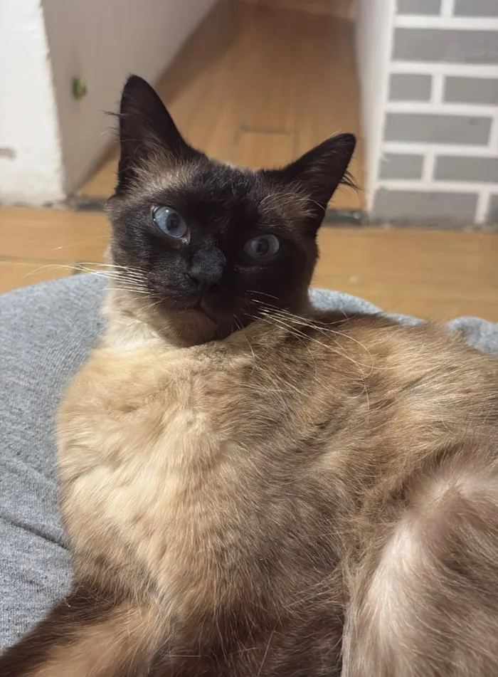 Gato raça Siamês idade 1 ano nome Cadu
