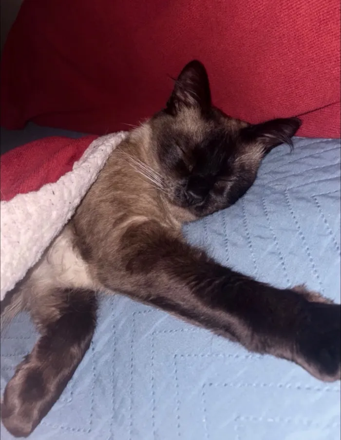 Gato raça Siamês idade 1 ano nome Cadu