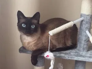 Gato raça Siamês idade 1 ano nome Cadu