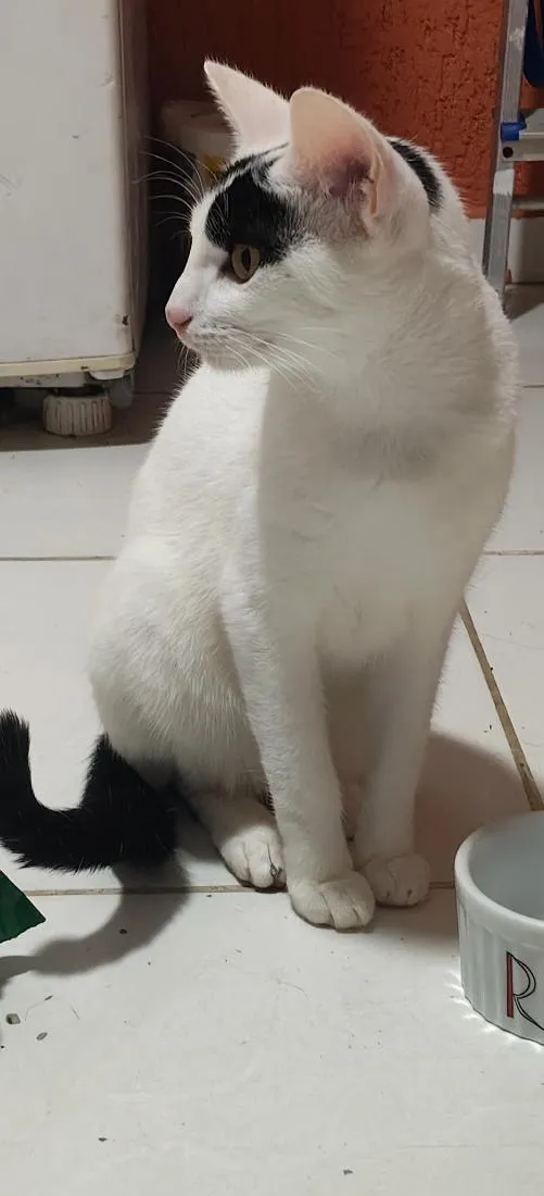 Gato raça SRD-ViraLata idade 7 a 11 meses nome Mia