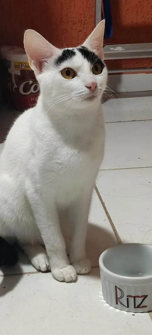 Gato raça SRD-ViraLata idade 7 a 11 meses nome Mia