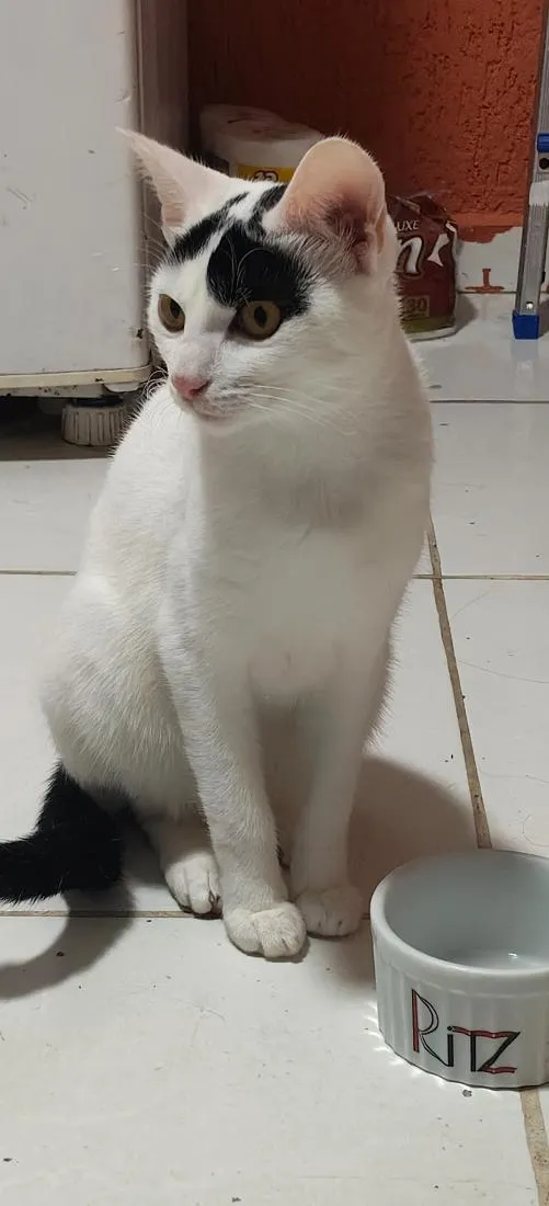Gato raça SRD-ViraLata idade 7 a 11 meses nome Mia