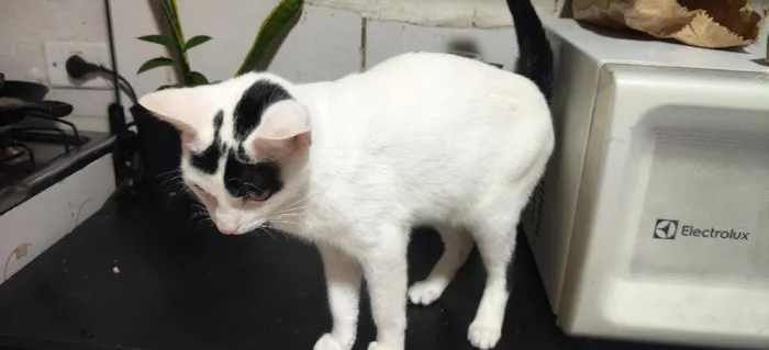 Gato raça SRD-ViraLata idade 7 a 11 meses nome Mia