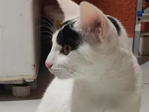 Gato raça SRD-ViraLata idade 7 a 11 meses nome Mia