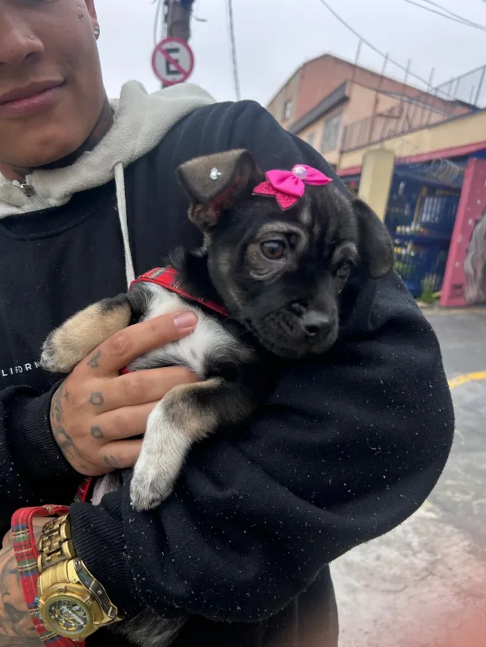 Cachorro raça SRD-ViraLata idade 2 a 6 meses nome Pandora