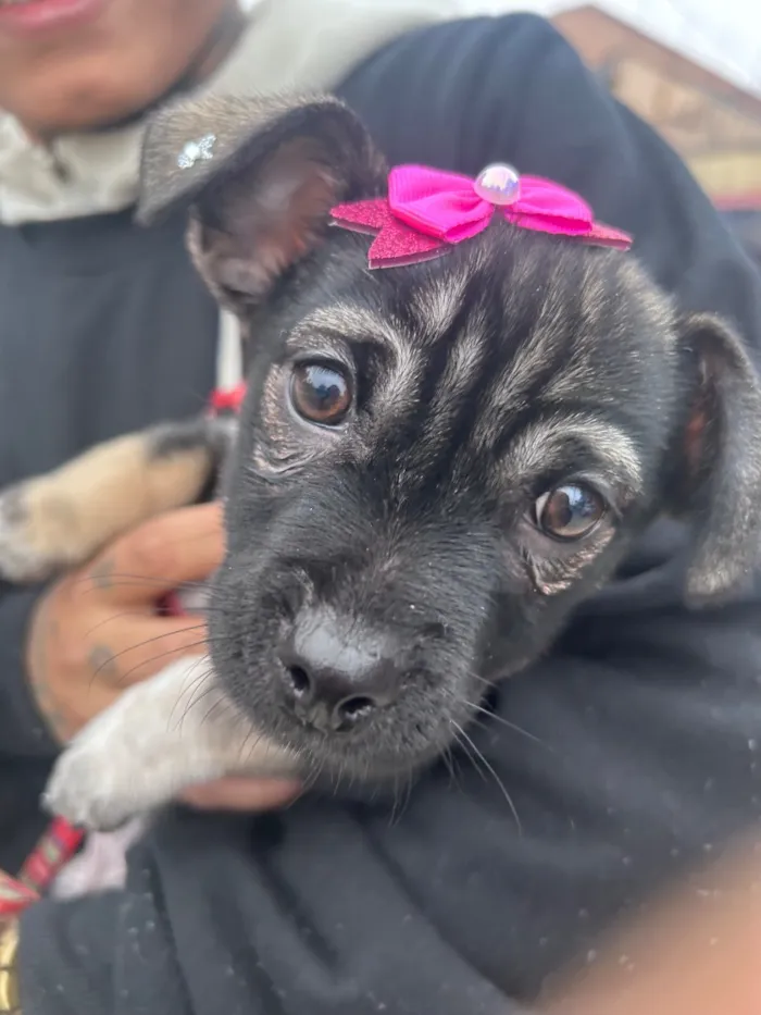 Cachorro raça SRD-ViraLata idade 2 a 6 meses nome Pandora