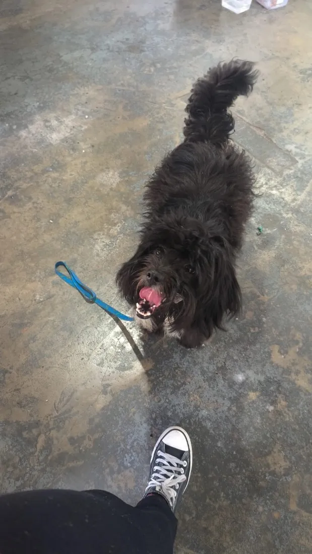 Cachorro raça Shitzu idade 1 ano nome Sem nome 