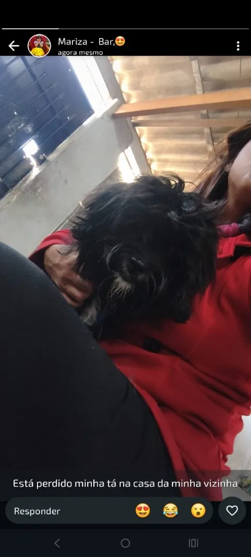 Cachorro raça Shitzu idade 1 ano nome Sem nome 