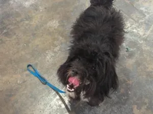 Cachorro raça Shitzu idade 1 ano nome Sem nome 