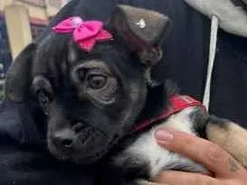 Cachorro raça SRD-ViraLata idade 2 a 6 meses nome Pandora
