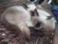 Quatro gatinhas