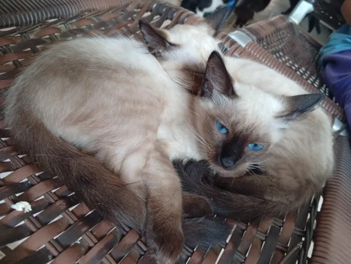 Gato raça Siamês idade 2 a 6 meses nome Quatro gatinhas
