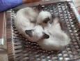 Quatro gatinhas