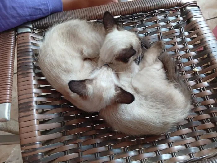 Gato raça Siamês idade 2 a 6 meses nome Quatro gatinhas