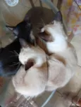 Quatro gatinhas