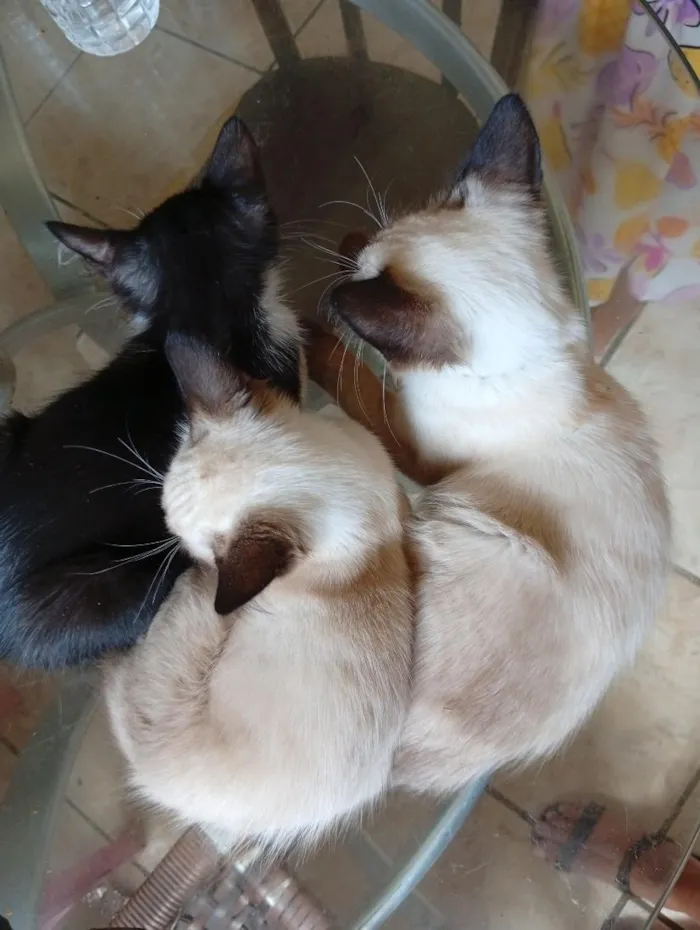 Gato raça Siamês idade 2 a 6 meses nome Quatro gatinhas