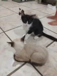 Quatro gatinhas