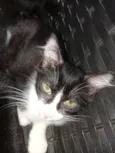 Quatro gatinhas