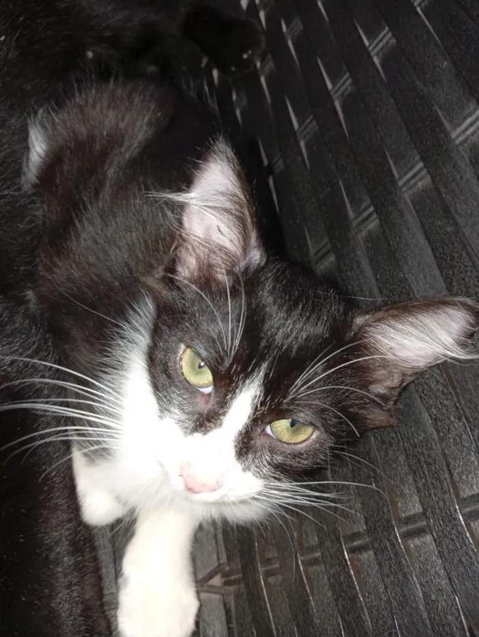 Gato raça Siamês idade 2 a 6 meses nome Quatro gatinhas