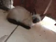 Quatro gatinhas